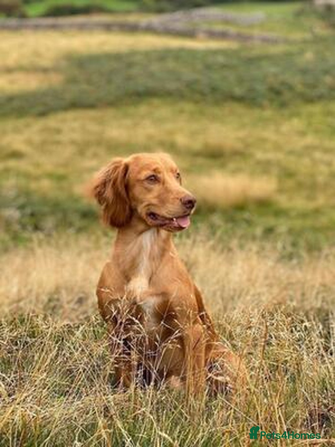Cocker Spaniel dogs for sale: Exceptional KC Working Cocker Spaniel Puppies - Image 13