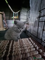 British Shorthair cats Lilac Female & Blue Males Healthy GCCF Pedigree - Advert 1