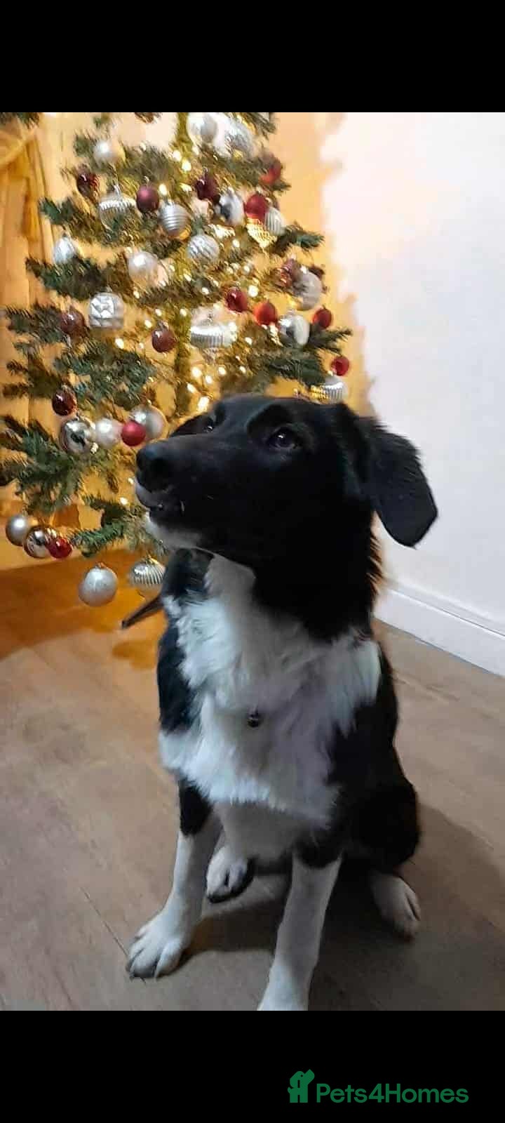 Mixed Breed dogs PENNY - Advert 1