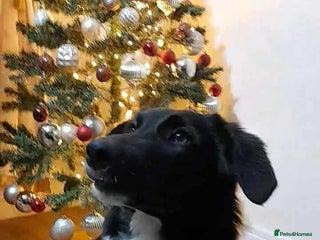 Mixed Breed dogs PENNY - Advert 1