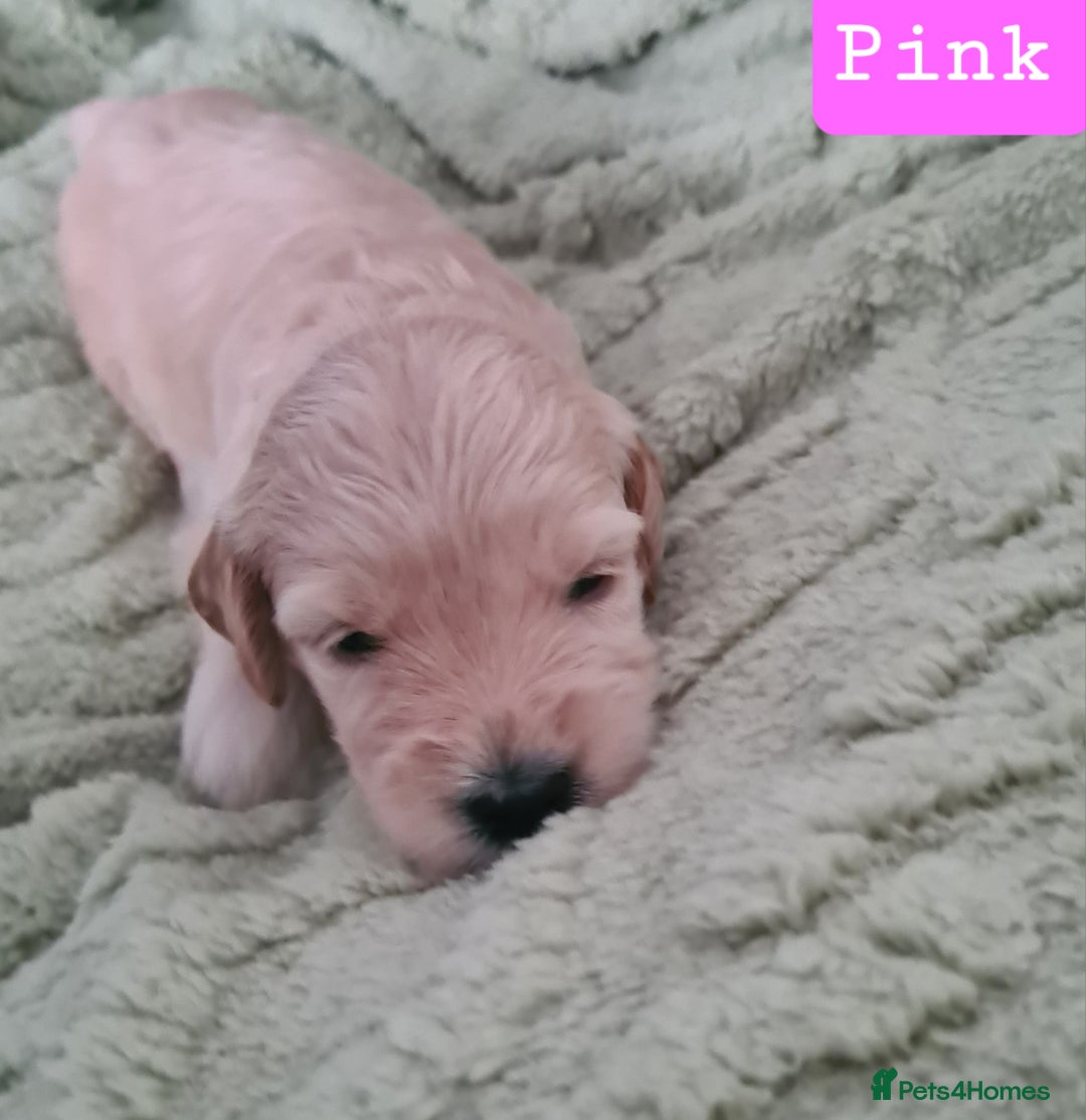 Labradoodle dogs for sale: Rare Roan Ebony Tiny/Mini Labradoodlese Puppies  - Image 16