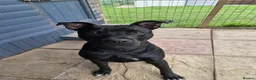 Staffordshire Bull Terrier dogs for adoption: Murphy - Advert 5