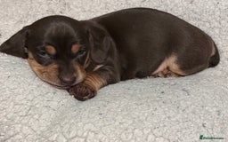 Mixed Breed dogs for sale: Adorable Daschund x spaniel pups  - Advert 33