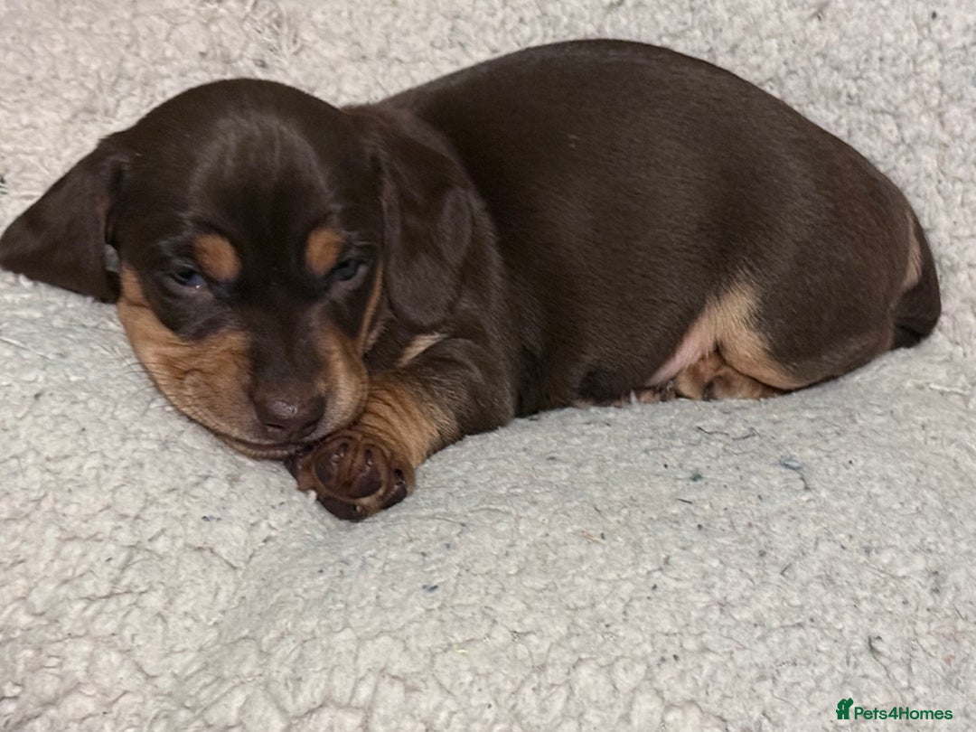 Mixed Breed dogs for sale: Adorable Daschund x spaniel pups  - Advert 33