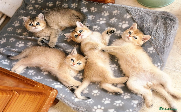 British Shorthair cats - Advert 3