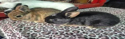Mixed Breed rabbits for sale: Lovely mixed dwarf baby rabbits in Portsmouth - Advert 2