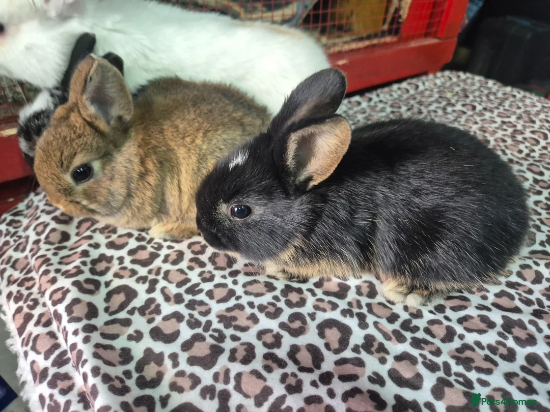 Mixed Breed rabbits for sale: Lovely mixed dwarf baby rabbits in Portsmouth - Advert 2