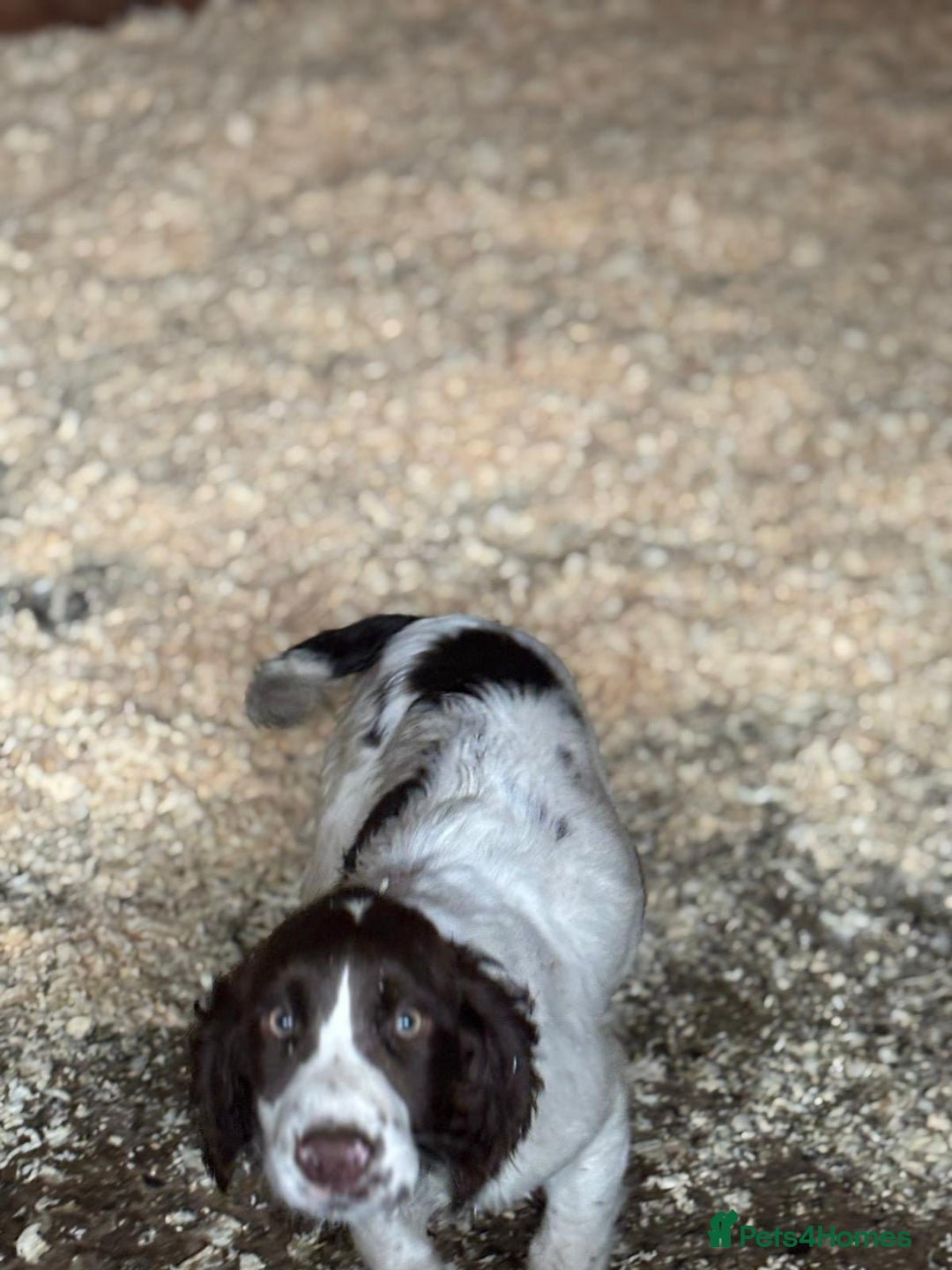 Sprocker dogs for sale: Cocker  - Image 2