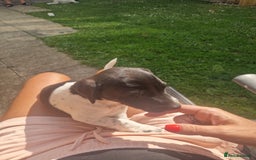 Jack Russell dogs for sale: 2 Jack russel pups in Maidstone - Image 10