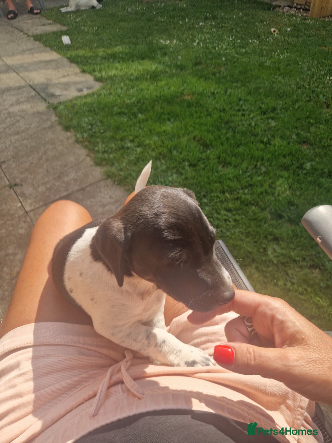 Jack Russell dogs for sale: 2 Jack russel pups in Maidstone - Image 10