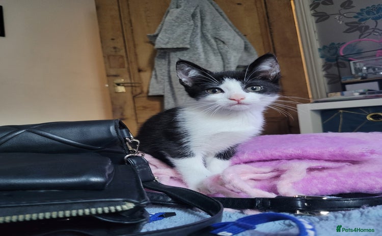 Mixed Breed cats - Advert 18