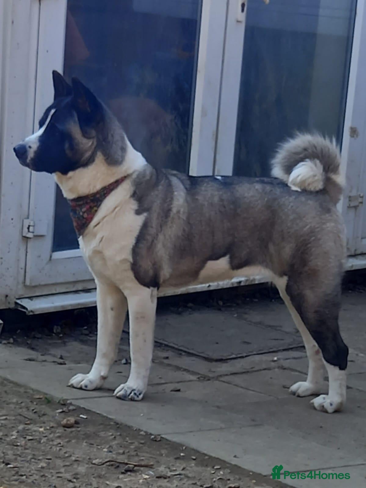 Akita dogs Wanted stud - Advert 2