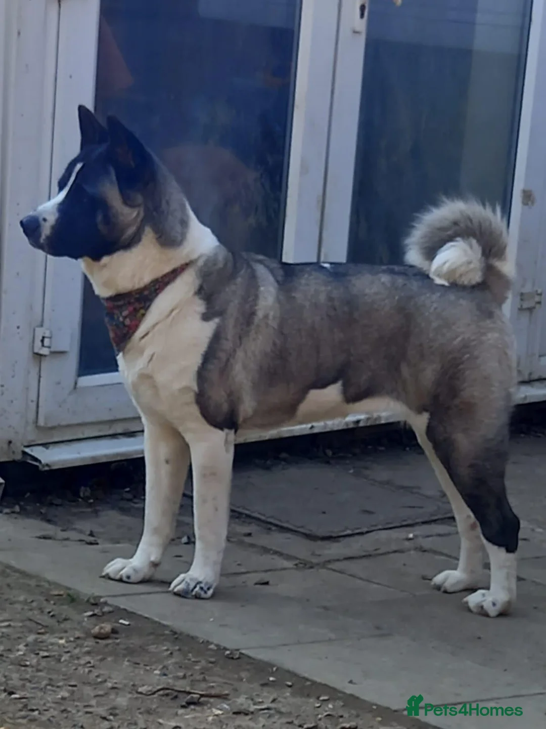 Akita dogs for stud: Wanted stud - Advert 1