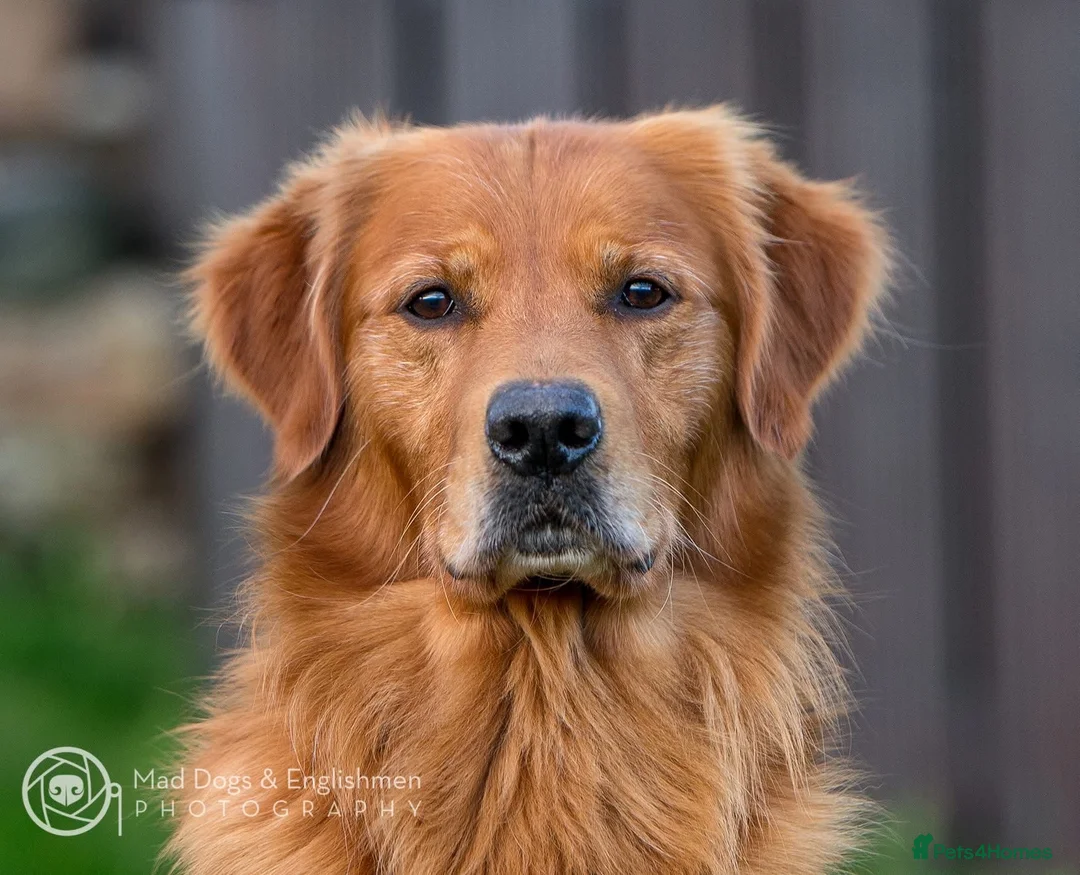 Golden Retriever dogs for sale: Male Golden Retriever Pup - Advert 9