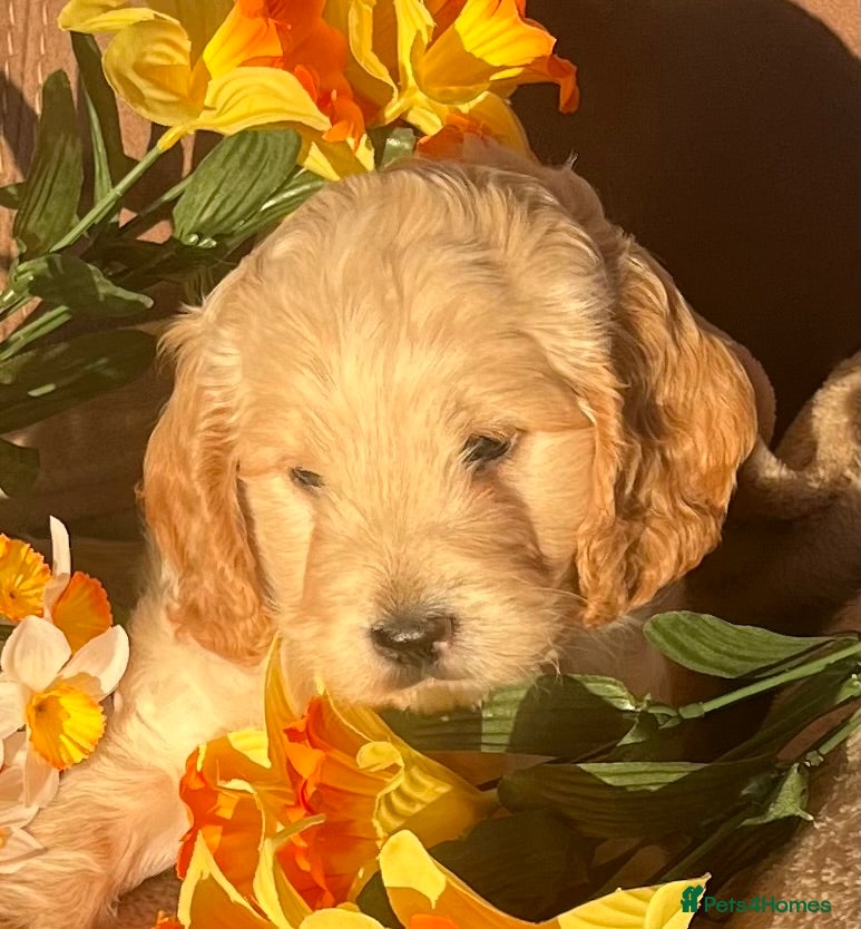 Cockapoo dogs Stunning Show F1 Cockapoos - Advert 1