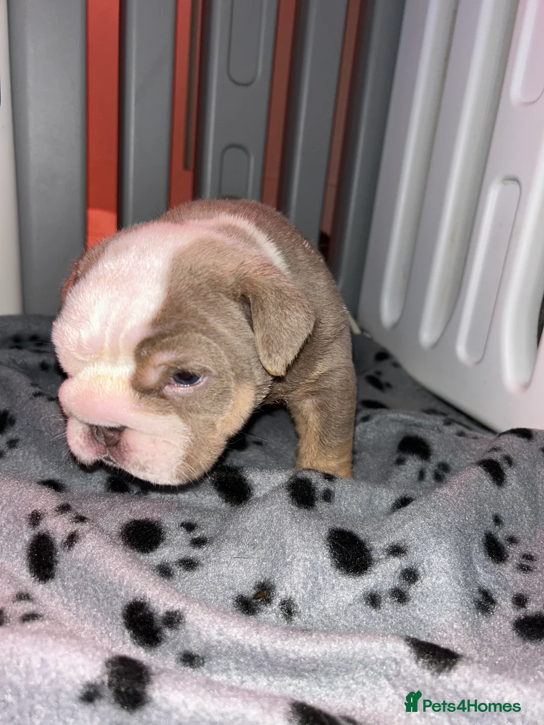 English Bulldog dogs for sale: KOBE X DARLA 5x SMALL COMPACT UNREAL🔥 - Advert 32