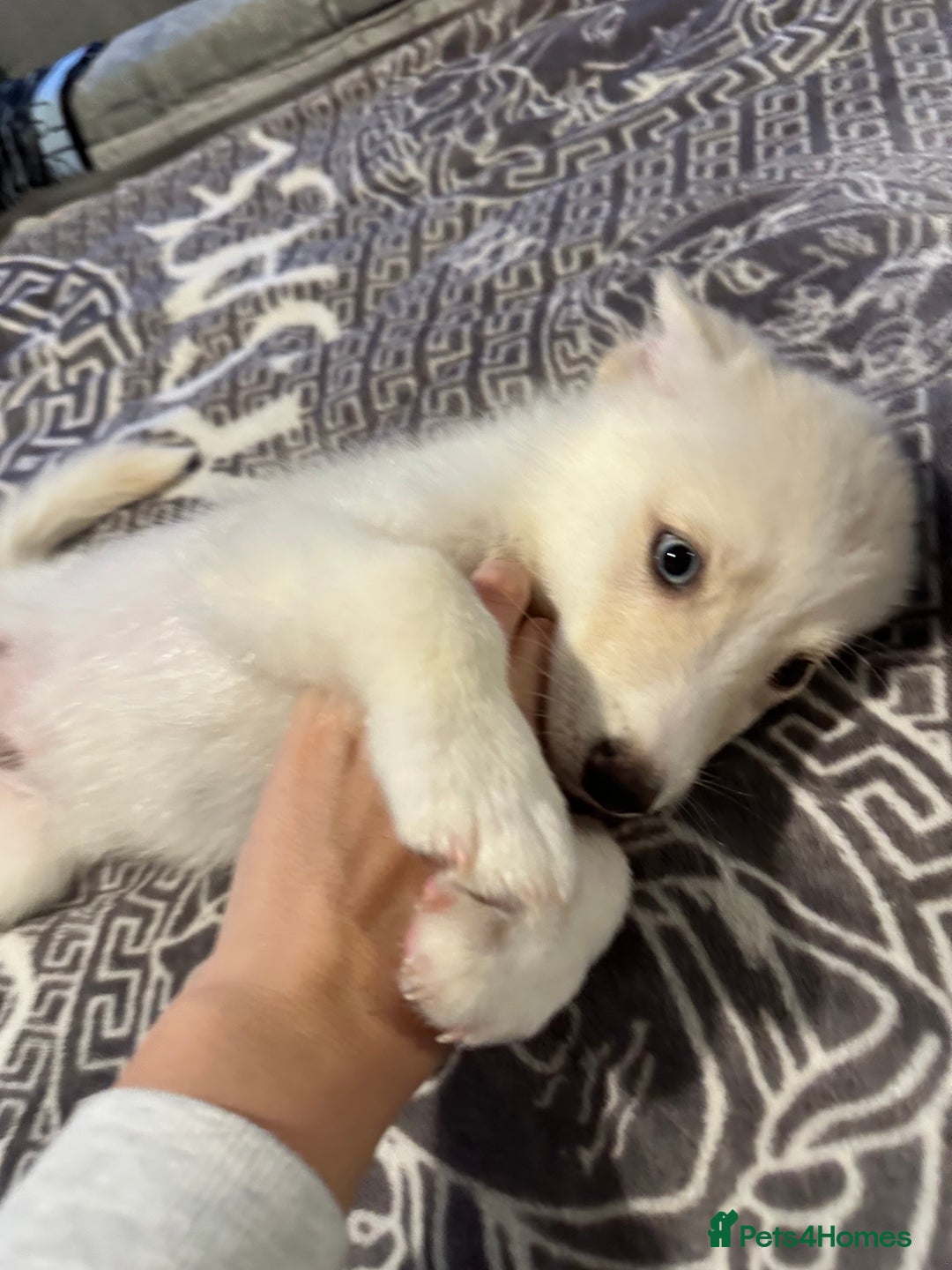Pomsky dogs for sale: F4 Puppy pomsky  - Advert 3