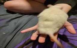 Rat rodents for sale: Rats for sale  - Image 4