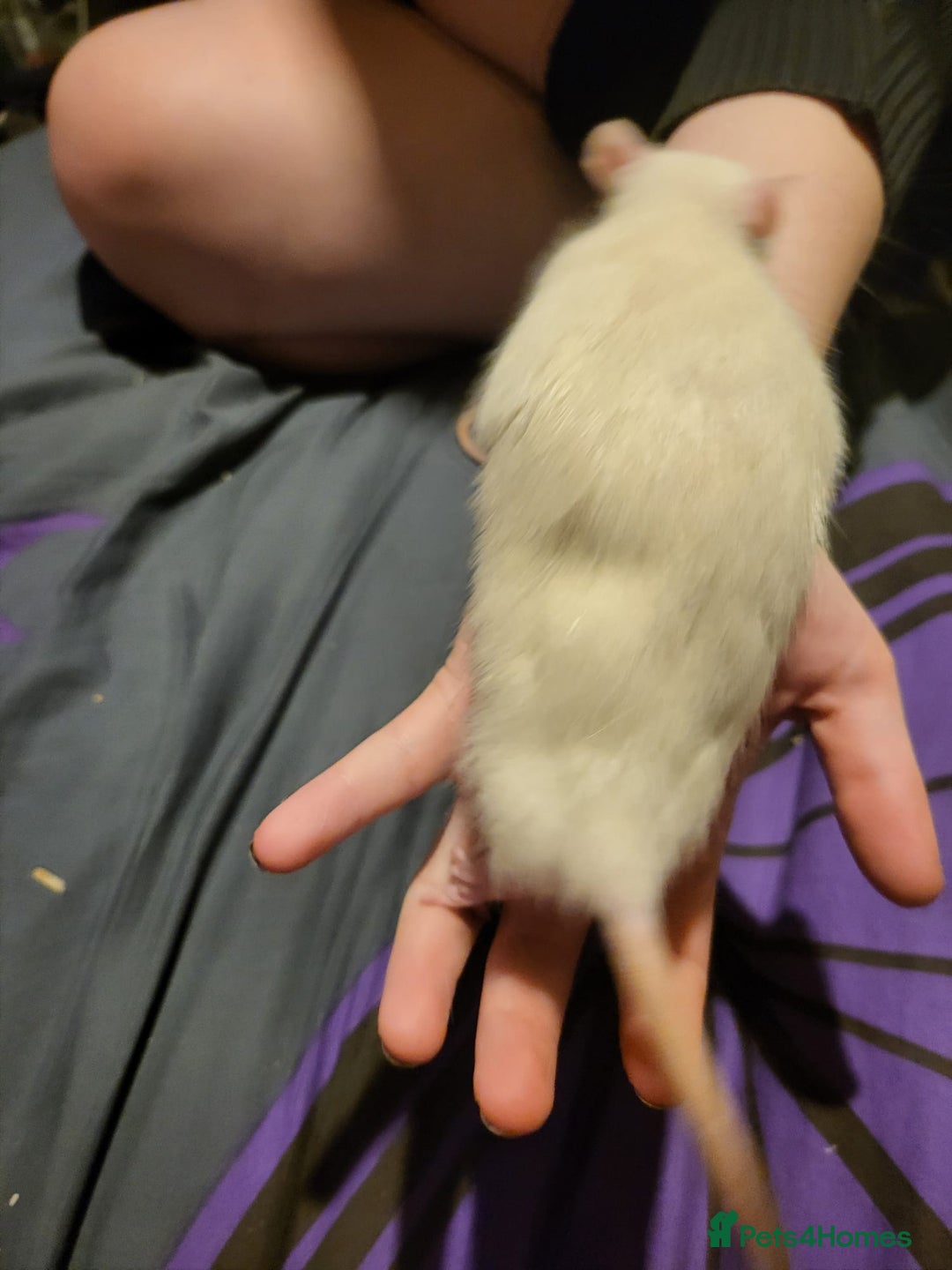 Rat rodents for sale: Rats for sale  - Image 4
