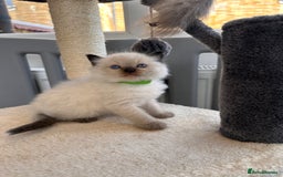 Ragdoll cats for sale: 💗Beautiful ragdoll kittens 💙 - Image 22