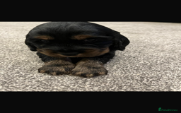 Cocker Spaniel dogs for sale: Cocker spaniel  - Image 4