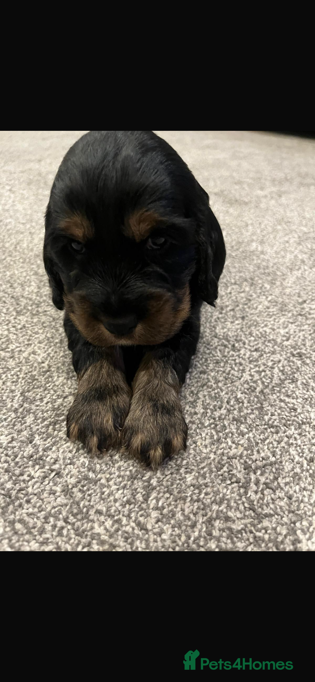 Cocker Spaniel dogs for sale: Cocker spaniel  - Image 4