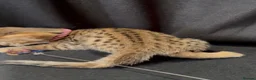 Savannah cats for sale: Exceptional Quality Tica Regist. Savannah kittens - Advert 22