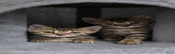 Bengal cats for sale: Female kitten - Advert 3