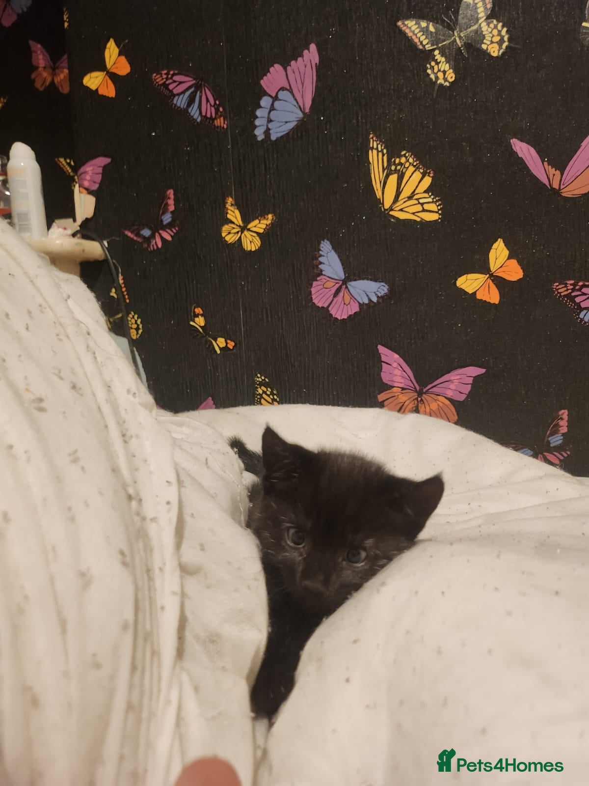 Mixed Breed cats Beautiful black female left  - Advert 2