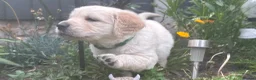 Golden Retriever dogs for sale: Gorgeous Chunky Golden Retriever Puppies - Advert 28