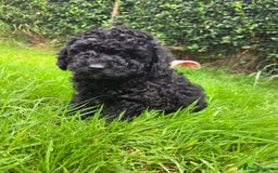 Toy Poodle dogs for sale: *READY NOW* Stunning KC TINY toy poodle puppies - Image 8