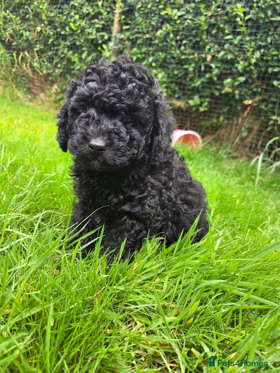 Toy Poodle dogs for sale: *READY NOW* Stunning KC TINY toy poodle puppies - Image 8