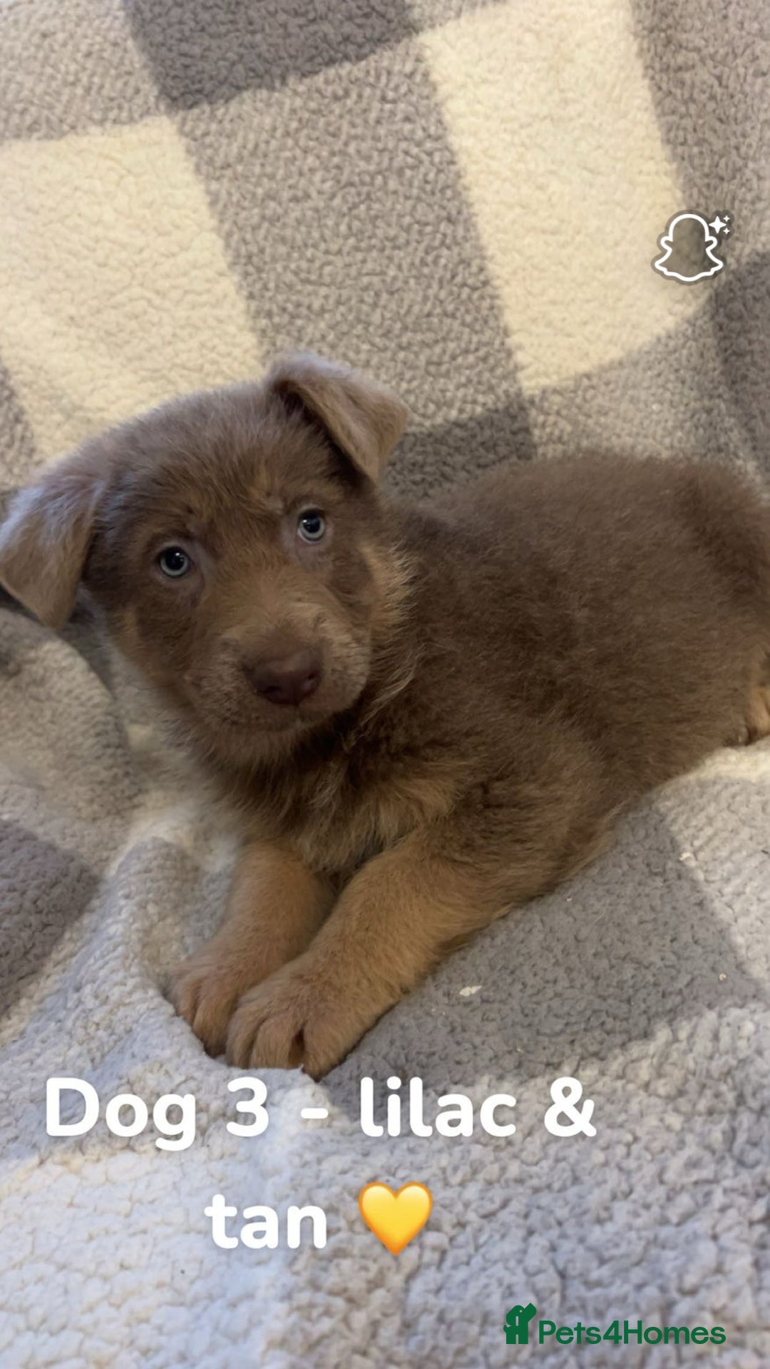 German Shepherd dogs for sale: Beautiful litter of coloured German shepherds!  - Advert 8