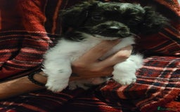 Mixed Breed dogs for sale: Shih - poo pups  - Image 11