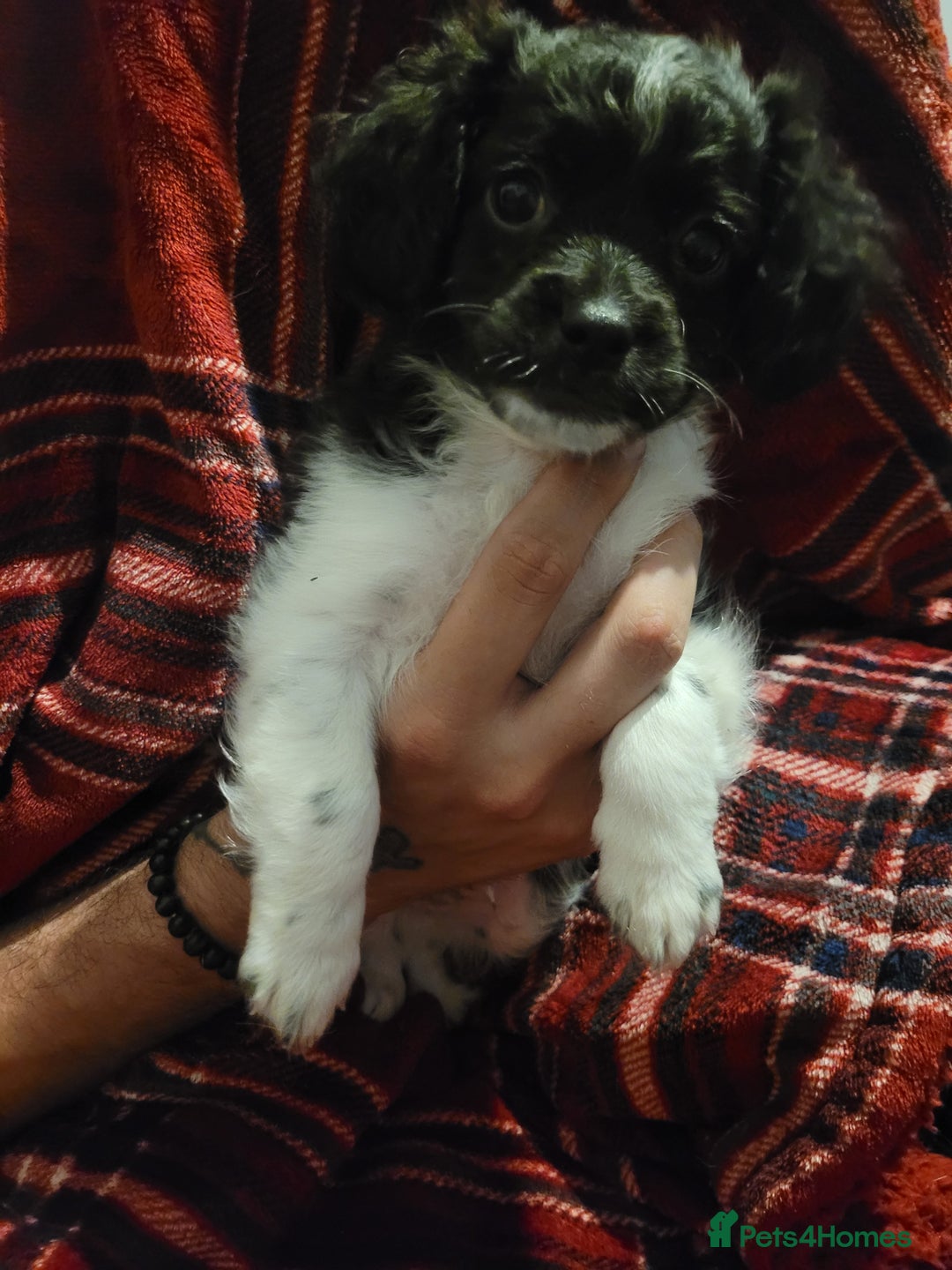 Mixed Breed dogs for sale: Shih - poo pups  - Image 11