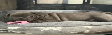 French Bulldog 2