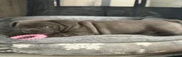 French Bulldog dogs for sale: Beautiful French Bulldog Puppies - Advert 7