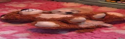 Golden Retriever dogs for sale: Exceptional  health tested male Golden Retriever - Advert 2