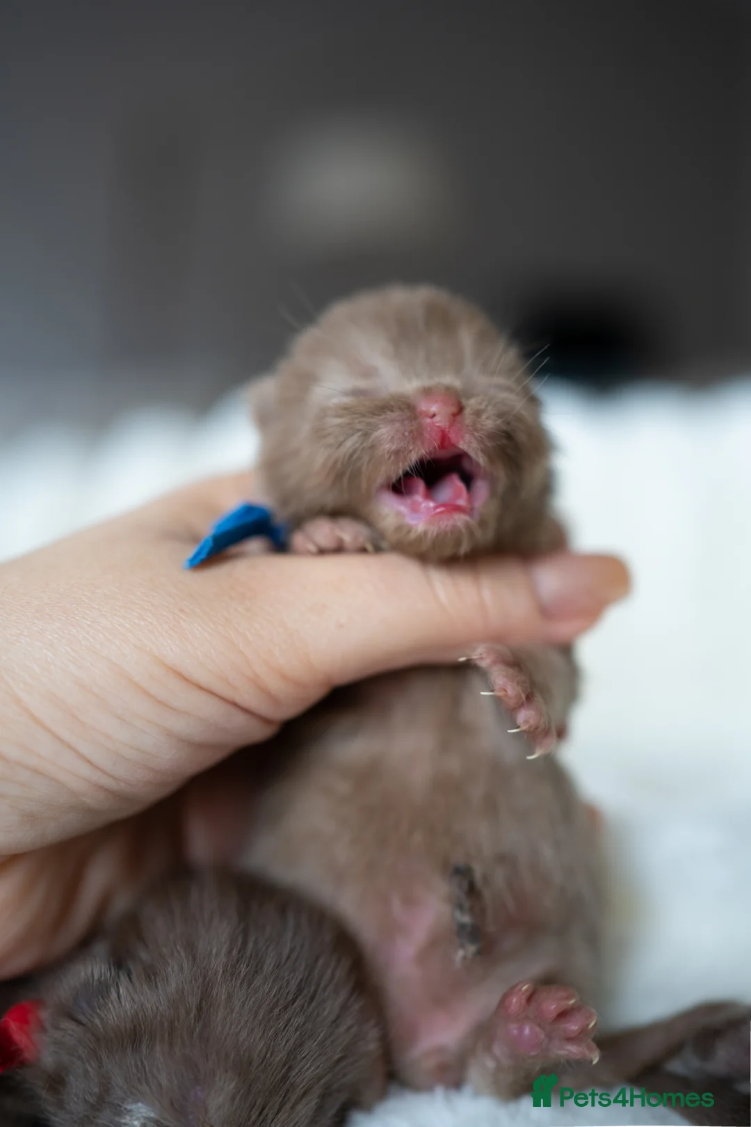 British Shorthair cats for sale: ✨Chocolate Delights ✨ - Advert 2