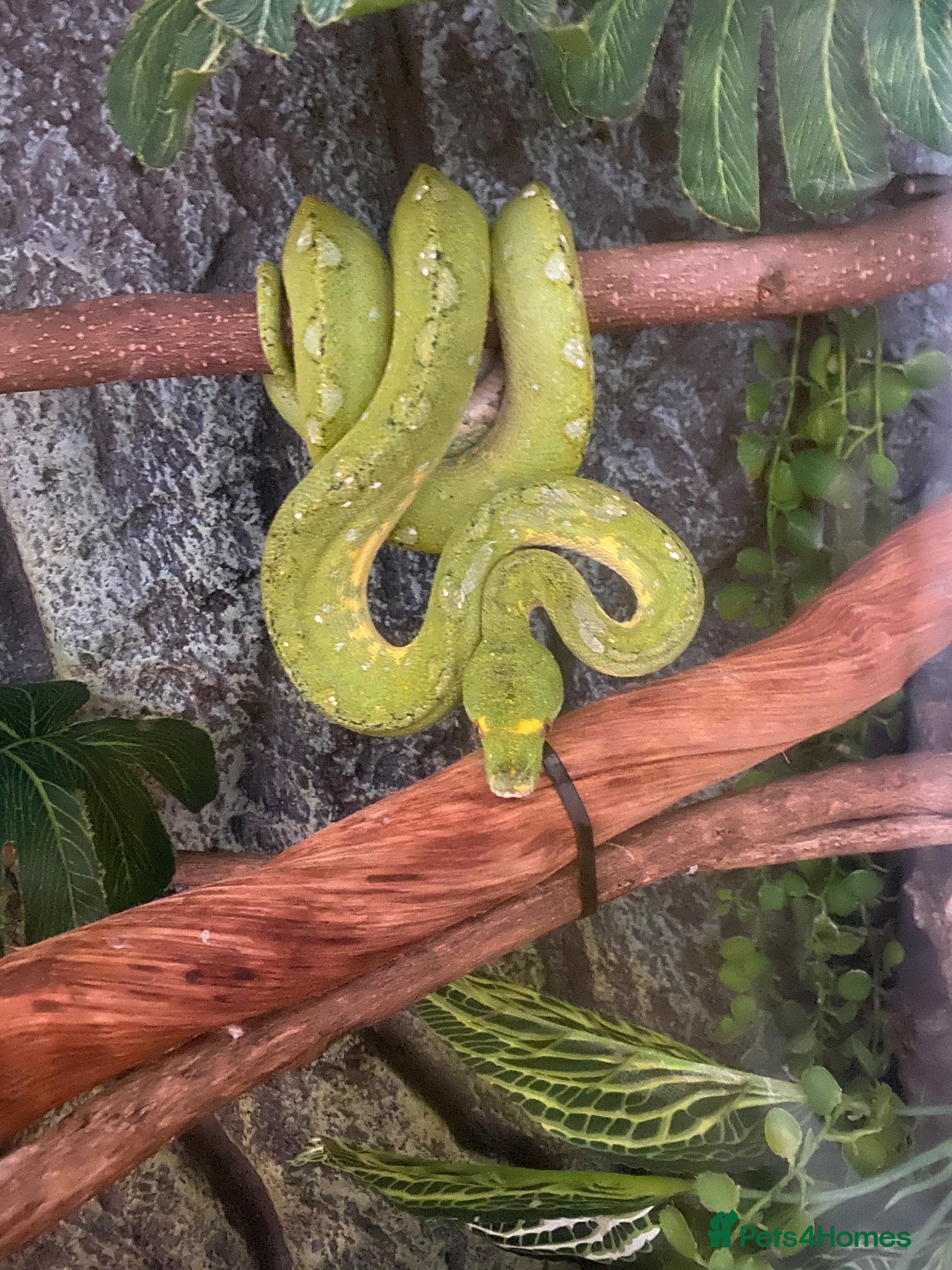 Python Snake reptiles 2023 Biak Green Tree Python - Advert 1