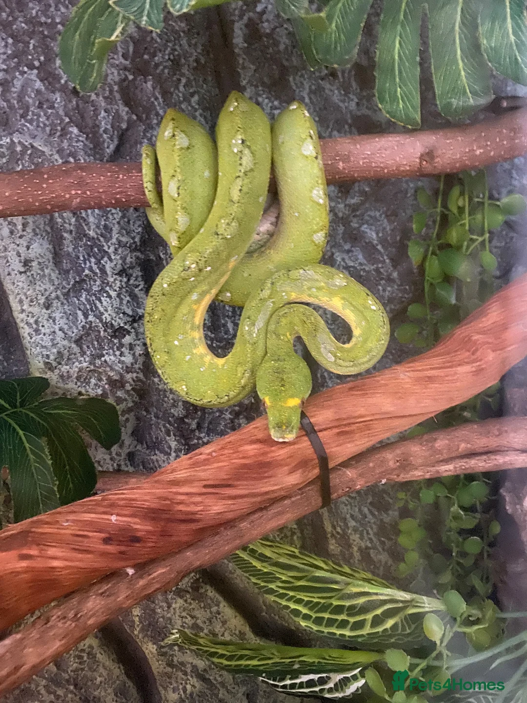 Python Snake reptiles for sale: 2023 Biak Green Tree Python - Advert 1