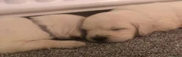 Golden Retriever dogs for sale: Super fluffy cream pups in Newark - Advert 16