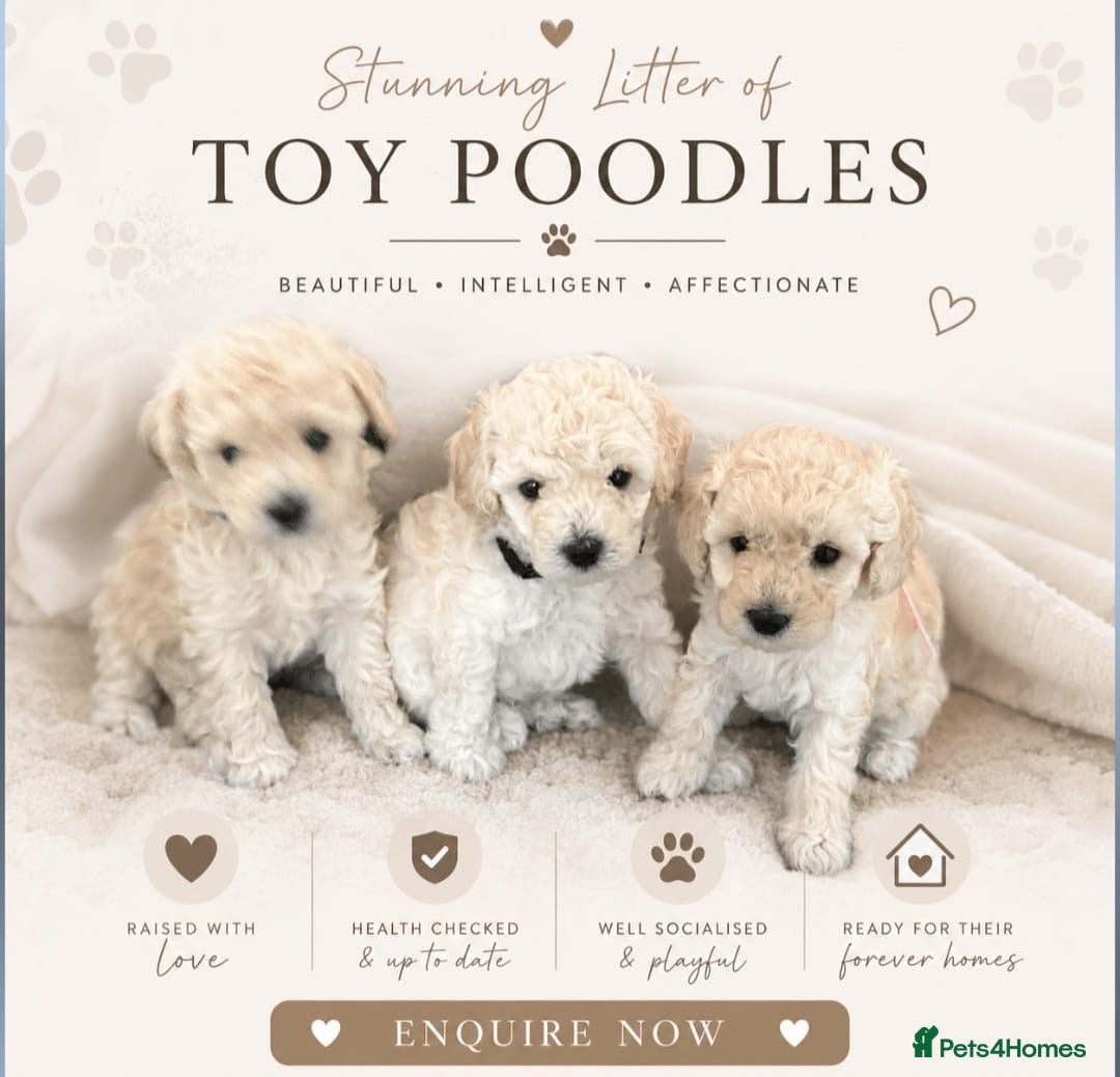 Toy Poodle dogs Toy poodle puppies  - Advert 14