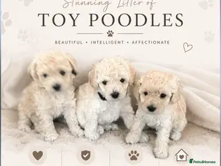 Toy Poodle dogs Toy poodle puppies - Advert 1