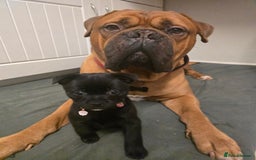 Mixed Breed dogs for sale: 9 week old female pug-a-pom - Advert 5