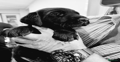 Labrador Retriever dogs - Advert 2