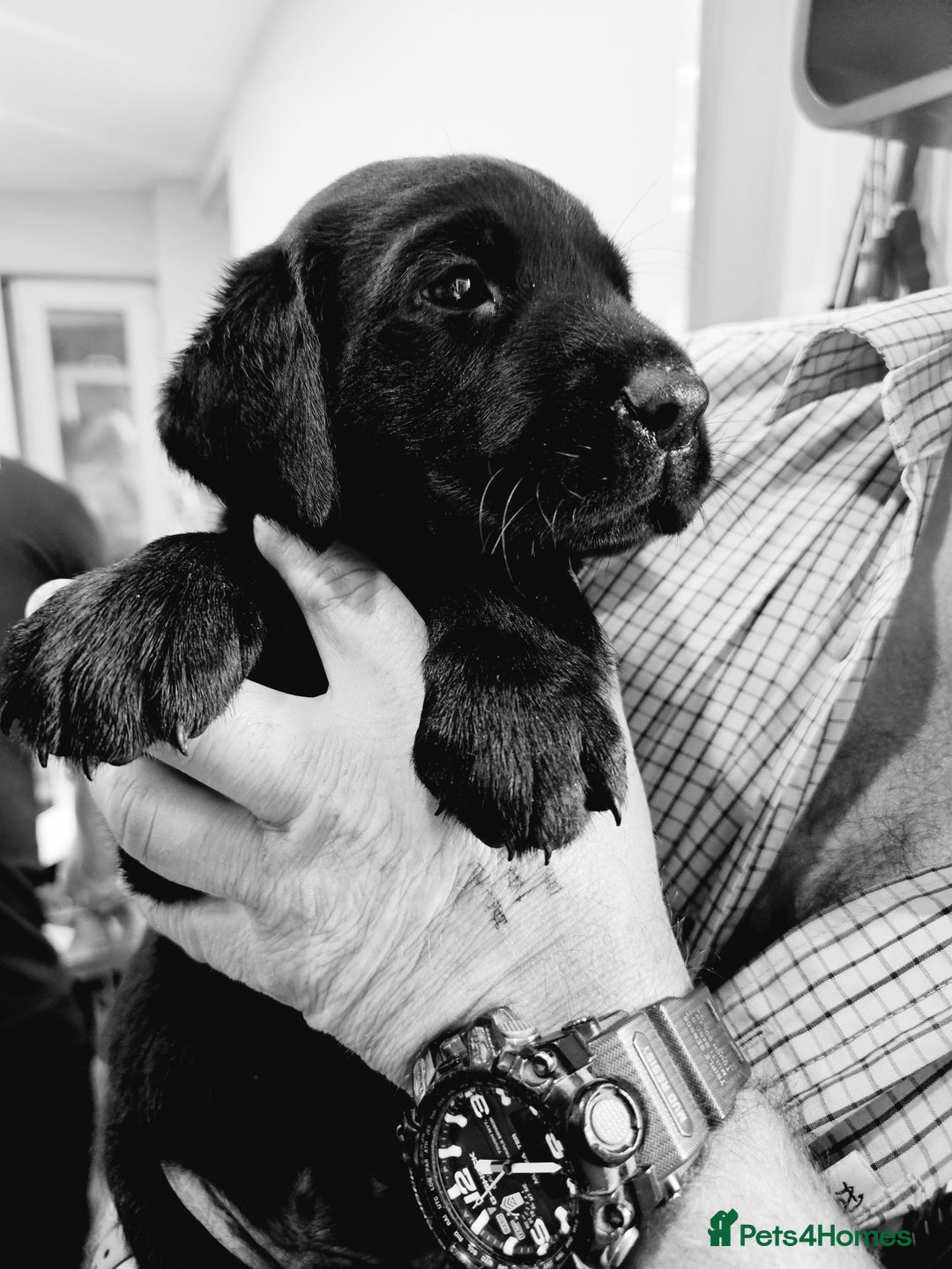 Labrador Retriever dogs for sale: Black labrador gundog working puppies  - Image 3