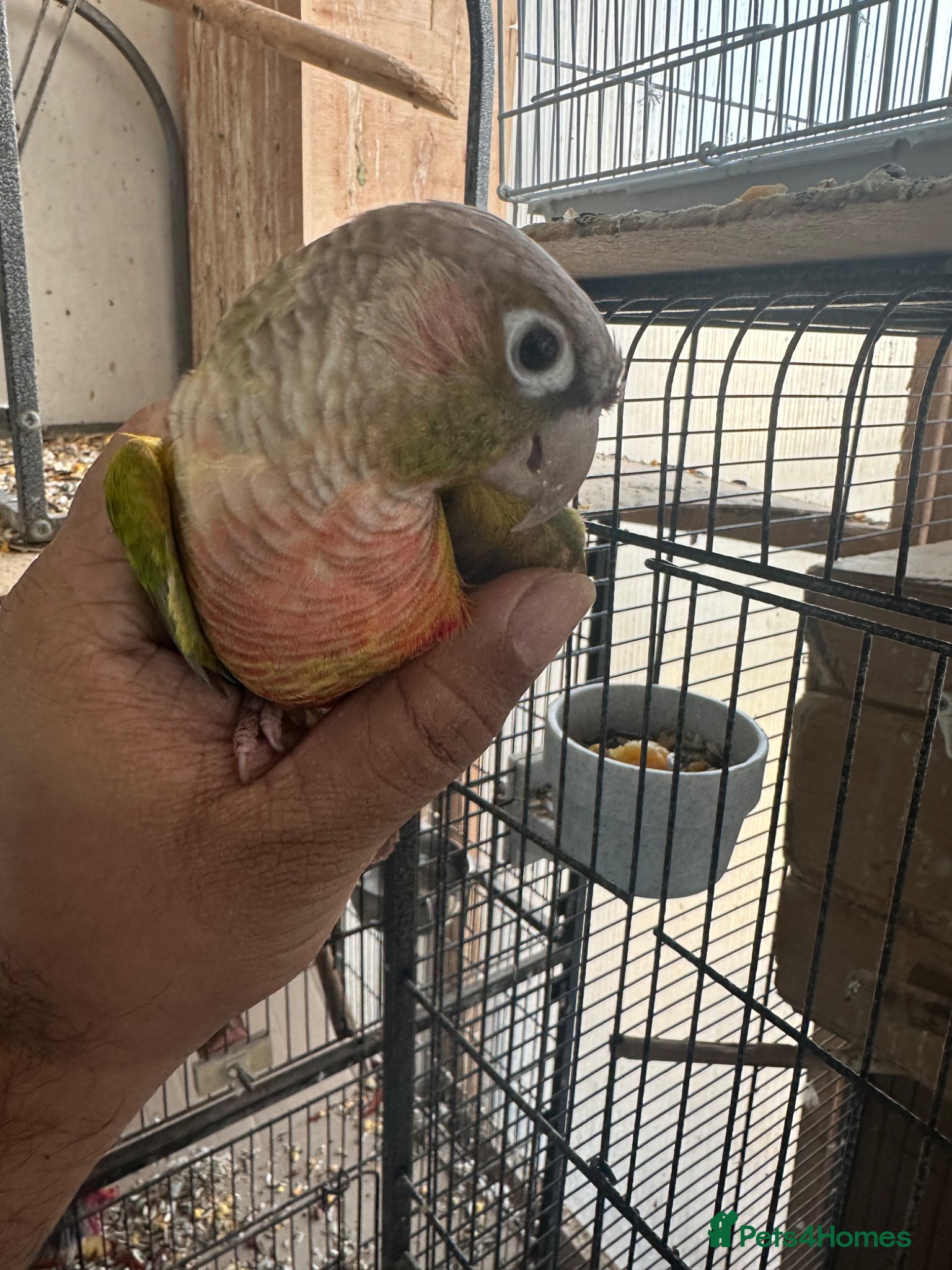 Conures birds Pineapple conure pair - Advert 1