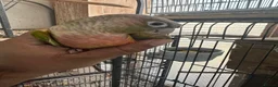 Conures birds for sale: Pineapple conure pair - Advert 1