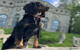 Cockapoo dogs for sale: •F1B Cockapoo Pups - Black & Tan - Ready 19th Dec• - Image 1